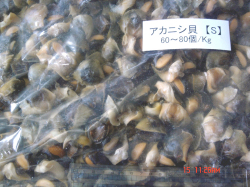 �����˥���(���񤵤���)S 10kg�� ��1350��/kg��
