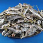 アジ煮干し 小 1kg