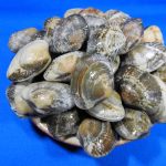 あさり殻付き 1kg