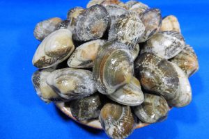 あさり殻付き 1kg