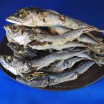 さば煮干し(牛深) 大 1kg