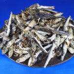 煮干しいわし(牛深) 大羽 9kg 【訳あり特価】