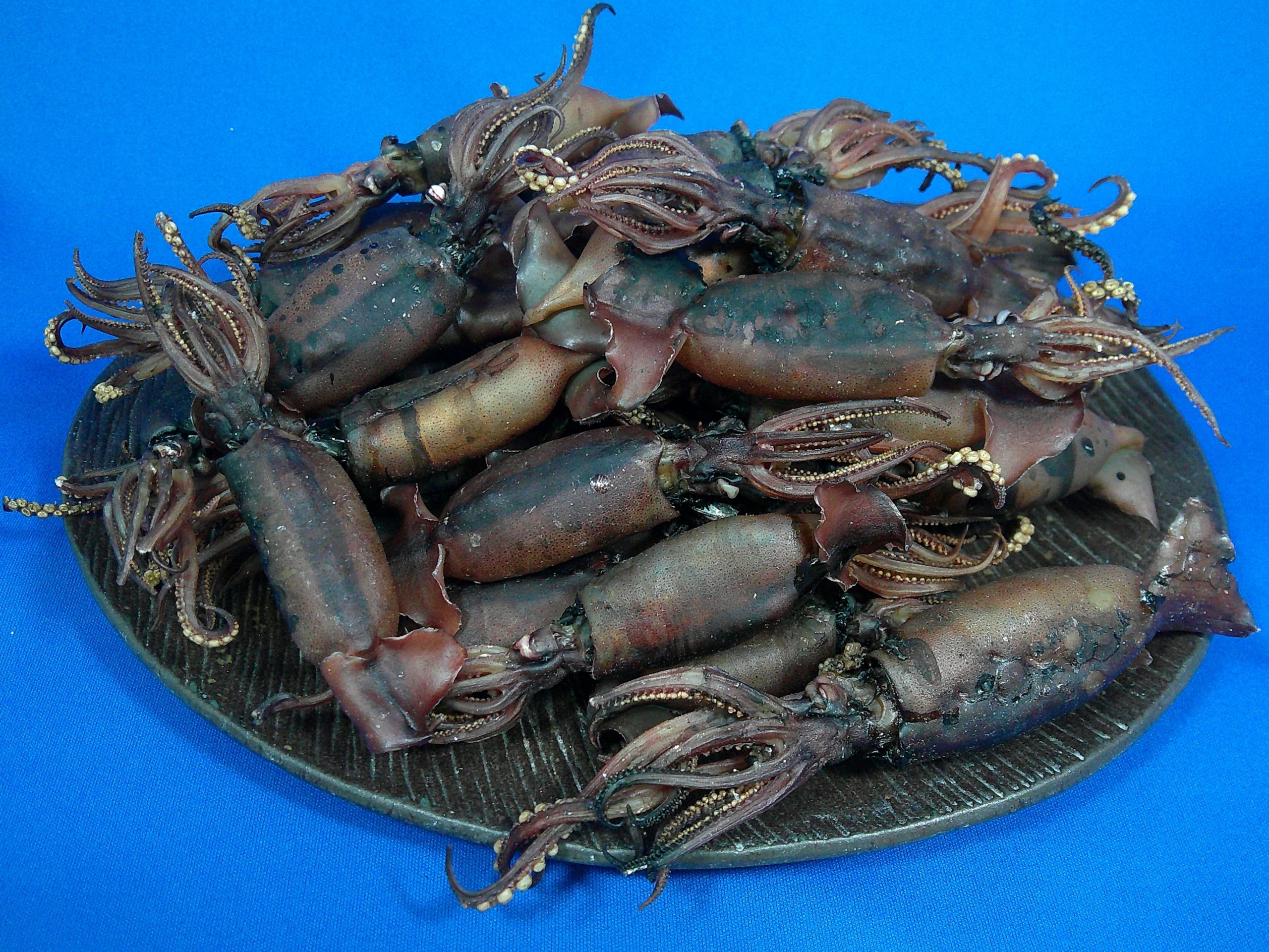 イカ煮干し 1kg