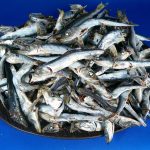 煮干しいわし(平子・うるめ混:長崎)