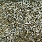 煮干しいわし(大分) 8kg 【訳あり特価】