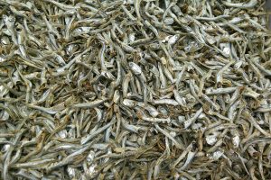 煮干しいわし(大分) 8kg 【訳あり特価】