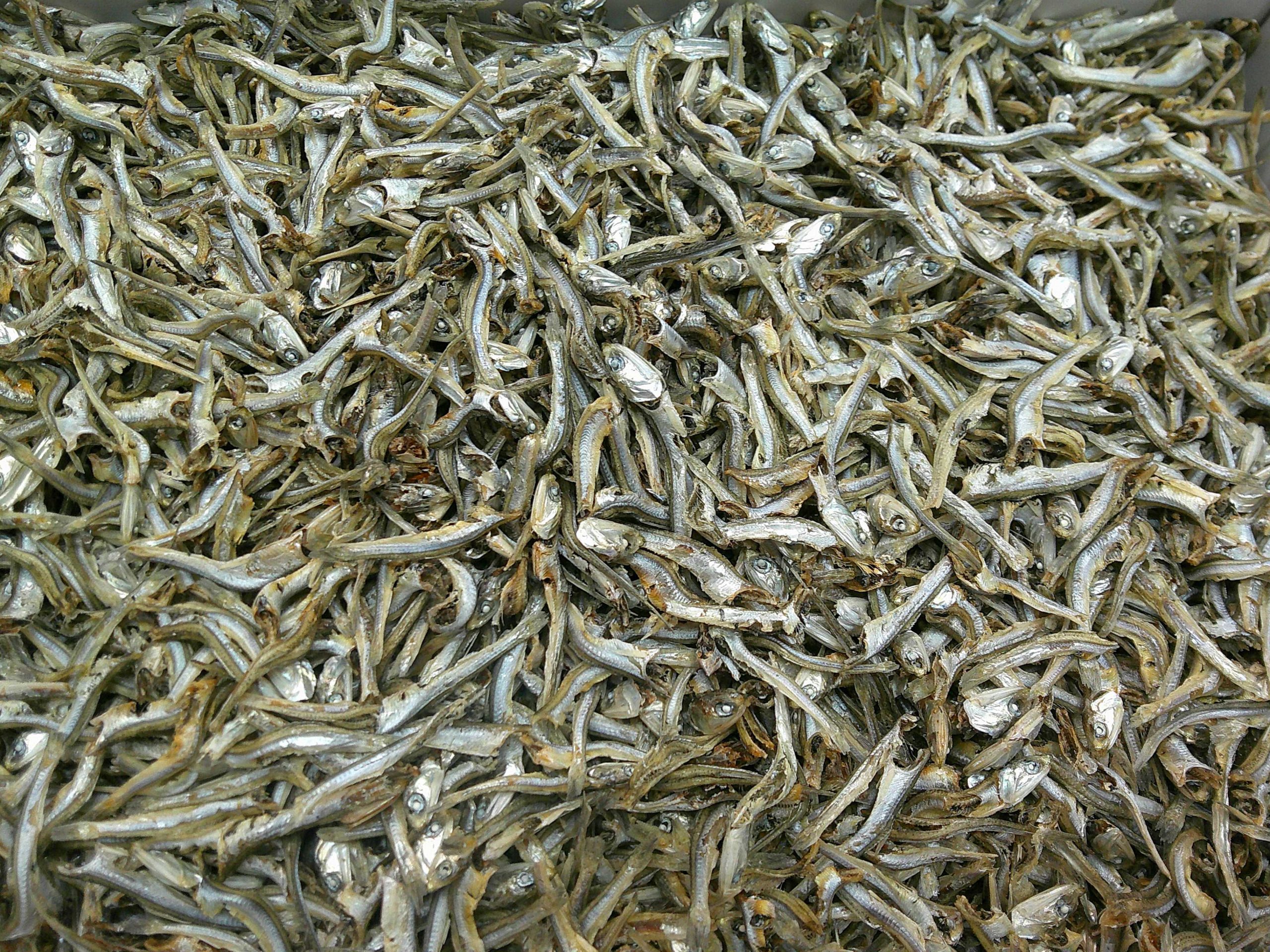 煮干しいわし(大分) 8kg 【訳あり特価】