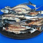 あご煮干し(氷見産) 7kg