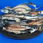 あご煮干し 並を本日より販売いたします。【新商品】《再入荷》
