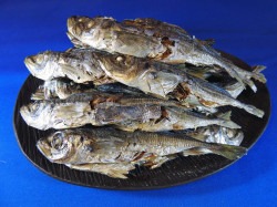 アジ煮干し 100g 【今週の無料お試し】《熊本牛深産》(4月25日AM9時迄)