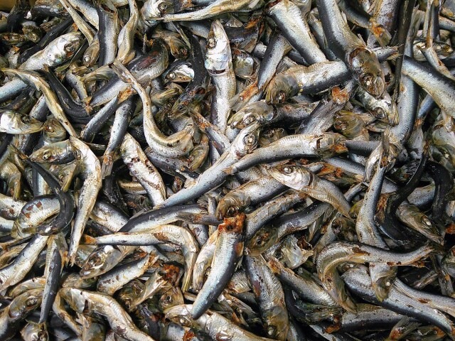 平子煮干し 中 9kg 訳あり特価。長崎県・熊本県産の平子(真いわし)の煮干し、10cmから12cmくらい