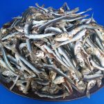 うるめいわし煮干し 小 熊本県牛深産