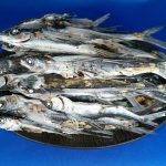 あご煮干し(平戸産:牛深加工) 1kg・7kg 【新物】を販売いたします【新商品】