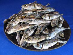 アジ煮干し並 小 1kg