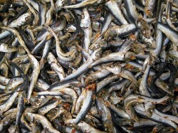 平子煮干し 中 9kg 【訳あり特価】