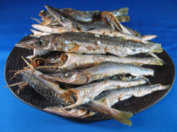 カマス煮干し
