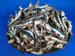 煮干しいわし(牛深) 5kg・10kg